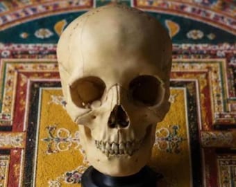 Réplica de cráneo de monje tibetano: cráneo humano de tamaño natural, decoración para meditación, arte budista, estilo Dark Academia, Memento Mori, soporte incluido.