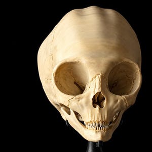 Op de afbeelding: Een crèmekleurige schedel van een primaat met een langwerpige, ronde schedelkap, grote ronde oogkassen, een smalle neusholte en een reeks kleine, scherpe tanden. Het botoppervlak vertoont zichtbare schedelnaden en een matte textuur.