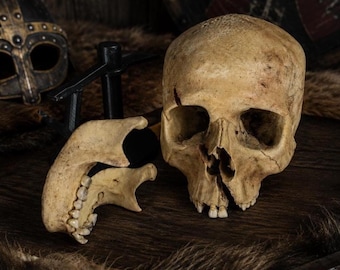 Réplica ultrarrealista de cráneo humano vikingo, artefacto medieval, decoración de la Edad Media, Memento Mori,