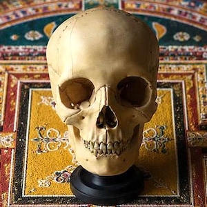 Puede incluir: Una réplica realista de cráneo humano en color hueso blanquecino, con cuencas oculares, cavidad nasal y dentadura detalladas. El cráneo está montado sobre una base negra circular y lisa, proporcionando un soporte estable para este modelo.