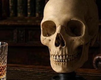 Réplica de cráneo de noble inglés, escultura de cráneo humano, decoración gótica para estudio, Memento Mori, Dark Academia (soporte incluido)