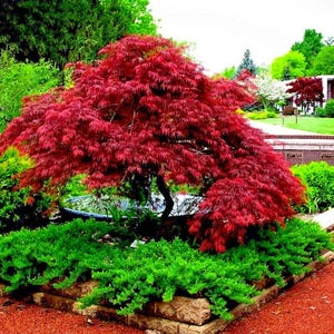 Semillas de arce rojo japonés para bonsái / Más de 30 semillas para cultivo, follaje ornamental