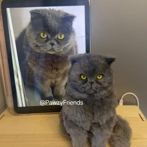 May include: A gray cat with yellow eyes sits on a wooden surface, with a tablet displaying a similar image of the cat behind it. The cat has fluffy fur and a serious expression. The text "@PawzyFriends" is visible.