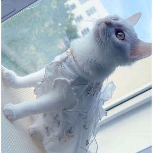 Puede incluir: Un gato blanco con un vestido blanco con bordados florales y volantes. El gato mira hacia arriba, con una ventana y cielo azul de fondo. El vestido tiene un pequeño cuello con un diseño rosa y dorado.