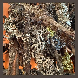 May include: Close-up of dried branches and twigs with various textures and colors. The image features a mix of brown, gray, and white elements, with hints of green and yellow. The composition creates a natural, organic aesthetic, suitable for crafting or decorative purposes.