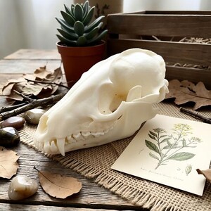 May include: A cream-colored animal skull with visible teeth rests on a burlap surface. A botanical illustration and small stones are nearby. A potted succulent and wooden crate are in the background. The skull is the focal point.