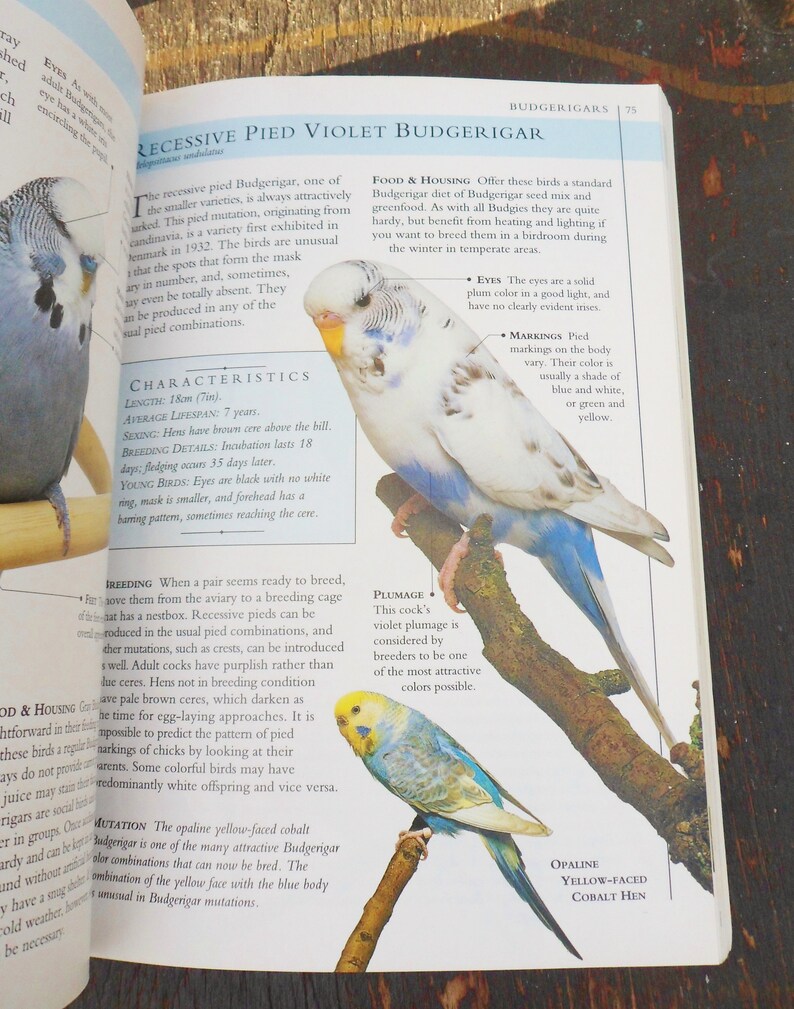 You and Your Pet Bird Book Owners Guide to Cage and Aviary - Etsy