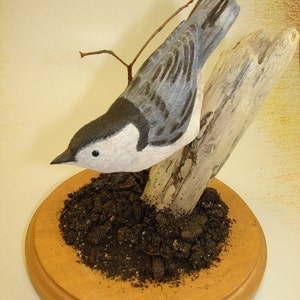 NutHatch on Driftwood