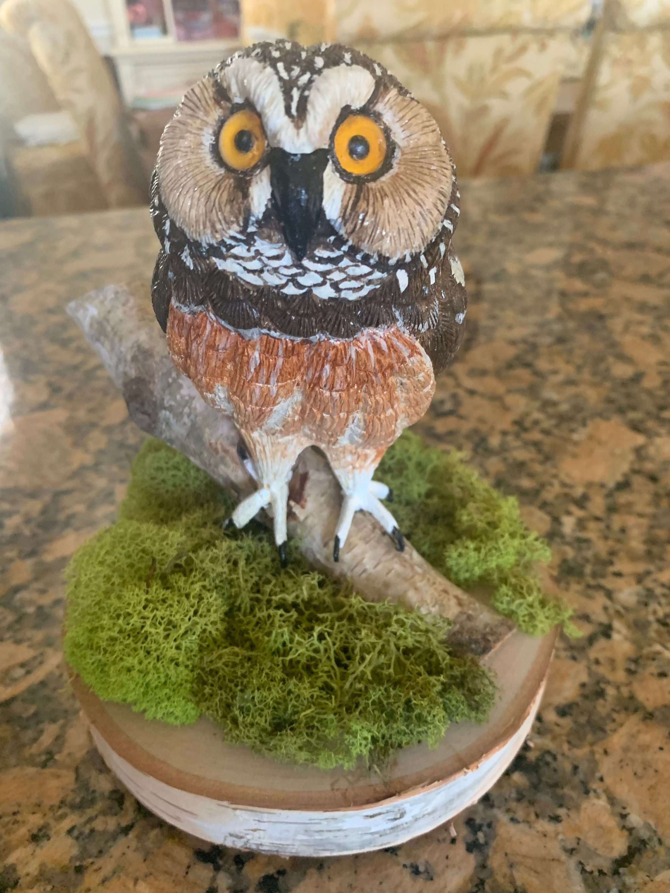 Saw Whet Owl