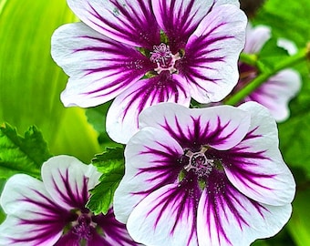 French Hollyhock Zebrina Malva Sylvestris Perennial Seeds - Etsy