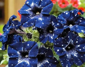 Semillas de petunia Sky, variedad rara enana Wave, flores para cestas colgantes.
