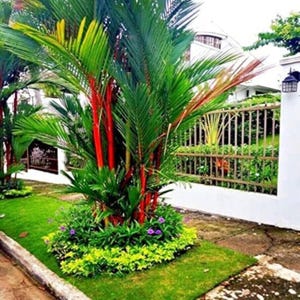 May include: A lipstick palm tree featuring vibrant red stems and long green fronds, planted in a garden bed with low-growing green foliage and small purple flowers, situated on a patch of grass next to a white wall and a metal fence.