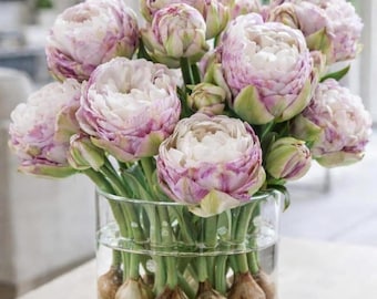 Bulbos de tulipán doble Peggy Wonder preenfriados para forzar su crecimiento en interiores.