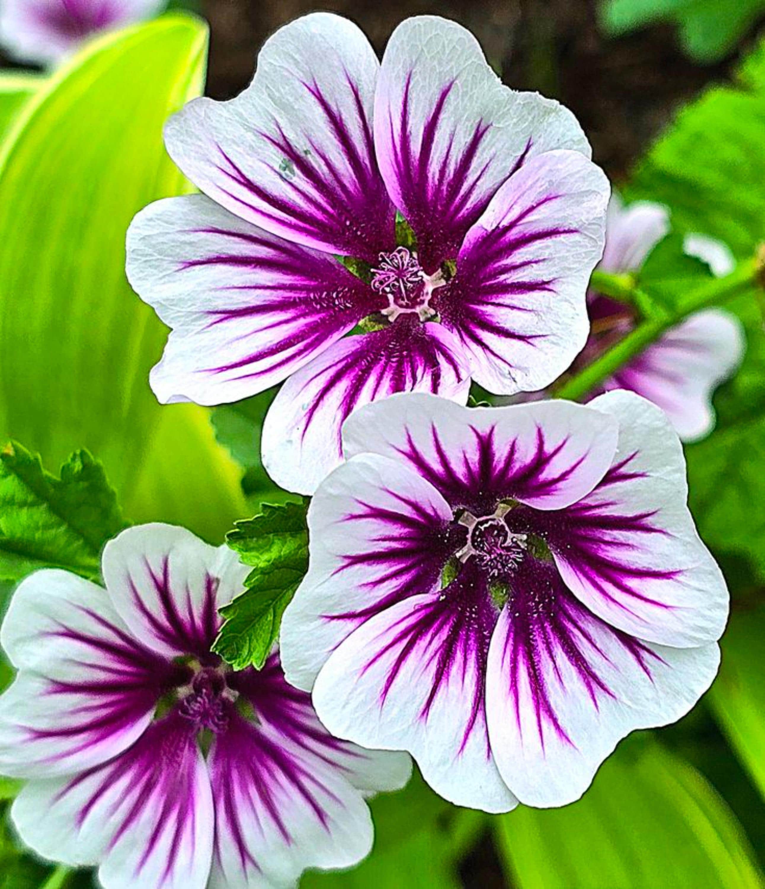 French Hollyhock Zebrina Malva Sylvestris Perennial Seeds - Etsy