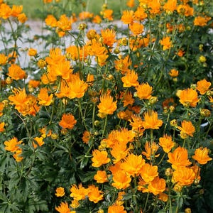 May include: A vibrant field of orange globe flowers in full bloom. The flowers have a spherical shape with multiple layers of petals, surrounded by green foliage. The image captures the flowers in a natural outdoor setting, showcasing their bright color and texture.