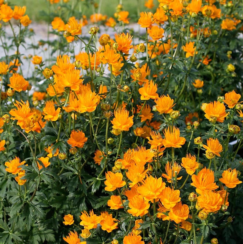 May include: A vibrant field of orange globe flowers in full bloom. The flowers have a spherical shape with multiple layers of petals, surrounded by green foliage. The image captures the flowers in a natural outdoor setting, showcasing their bright color and texture.