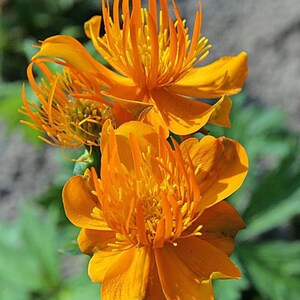 May include: Close-up of vibrant orange flowers with multiple petals and a central cluster of yellow stamens. The flowers are in full bloom, showcasing their intricate details against a blurred green background. The image highlights the natural beauty of the floral arrangement.