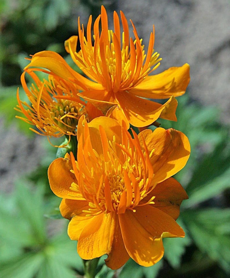 May include: Close-up of vibrant orange flowers with multiple petals and a central cluster of yellow stamens. The flowers are in full bloom, showcasing their intricate details against a blurred green background. The image highlights the natural beauty of the floral arrangement.