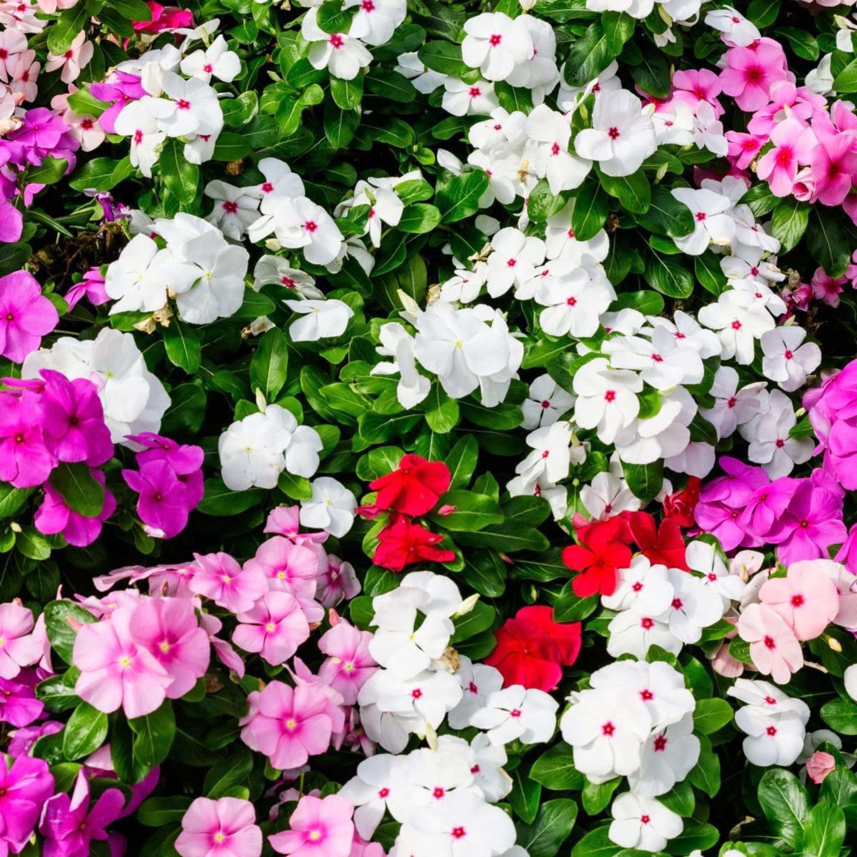 Perennial Vinca Periwinkle Seeds – Non-gmo Heirloom Ground Cover
