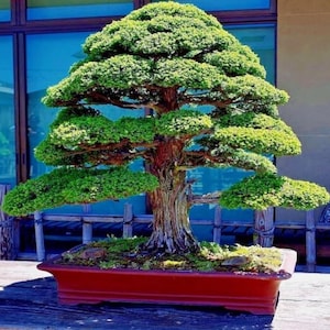 Japanese Red Cedar Bonsai Seeds – Cryptomeria Japonica Ornamental Tree Seeds for Garden