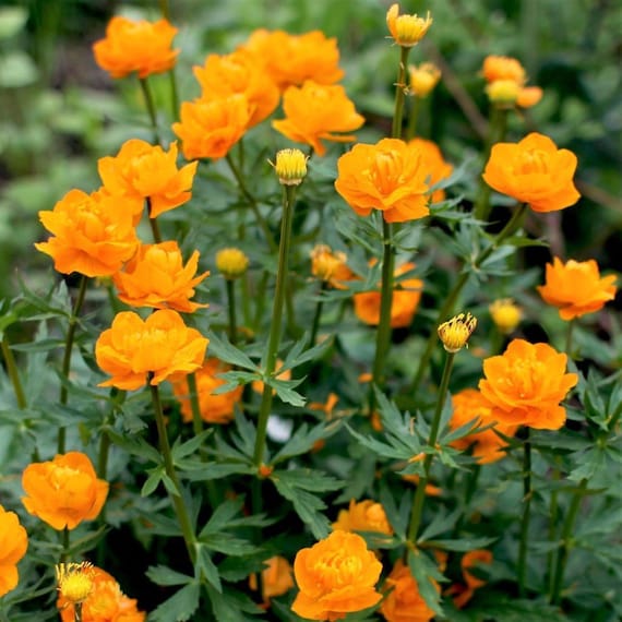 Chinese Globeflower Seeds – Golden Queen Orange Yellow Perennial Flowers