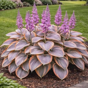 Könnte beinhalten: Eine lebendige Gartenpflanze mit großen, herzförmigen Blättern in Grau-, Orange- und Grüntönen. Hohe, violette Blütenstände erheben sich über dem Laub. Die Pflanze steht in einem Gartenbeet mit Rasen und einem Haus im Hintergrund.