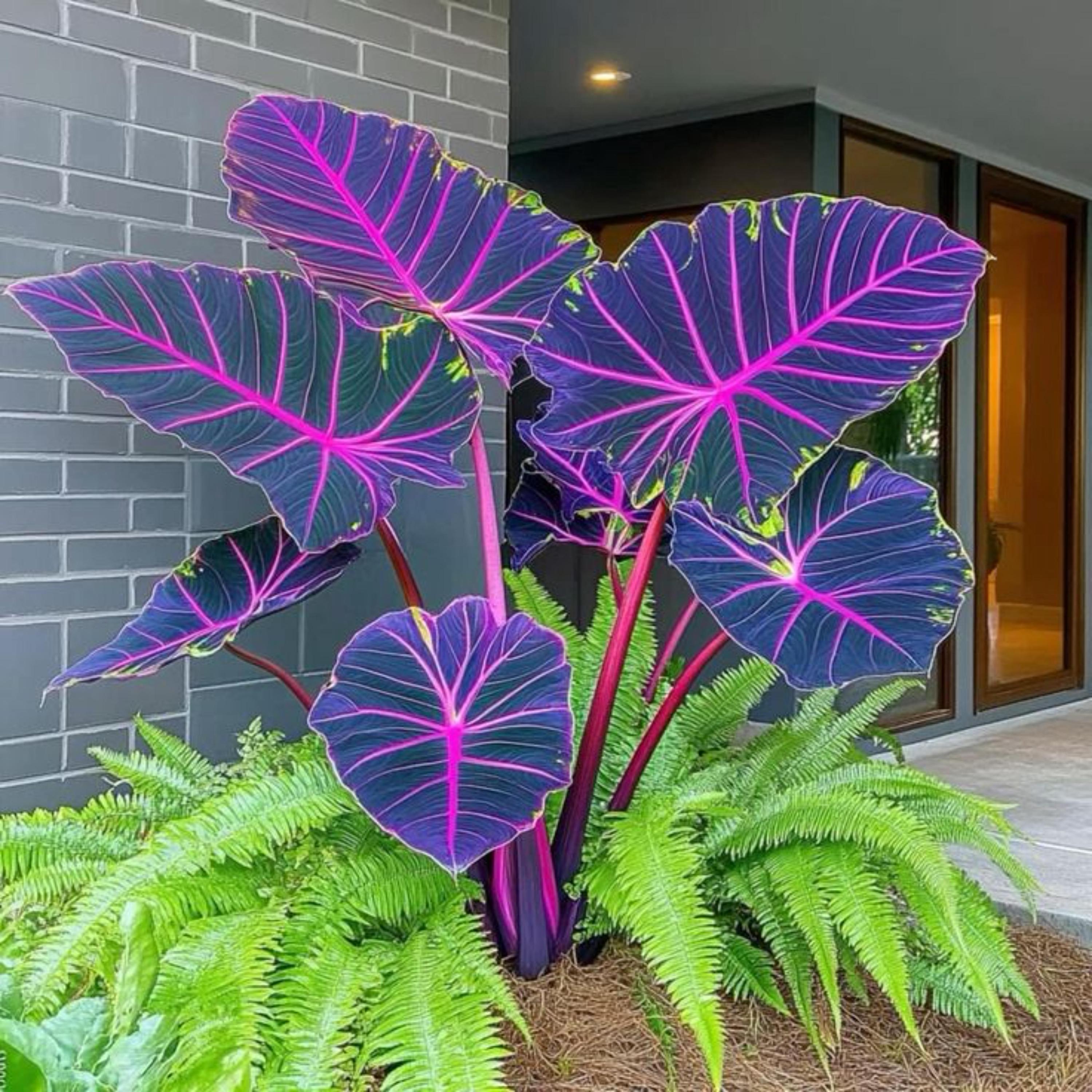 Colocasia pink - Etsy 日本
