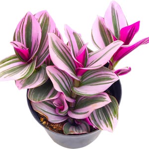May include: A colourful houseplant featuring pink, green, and magenta leaves. The leaves are striped with green and pink, while the stems and undersides are magenta. The plant is potted in a black container, providing a strong contrast.