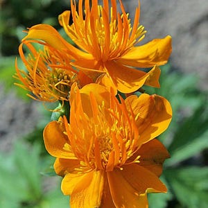 May include: Close-up of vibrant orange flowers with multiple petals and a central cluster of yellow stamens. The flowers are in full bloom, showcasing their intricate details and textures. The background is a soft green and gray.