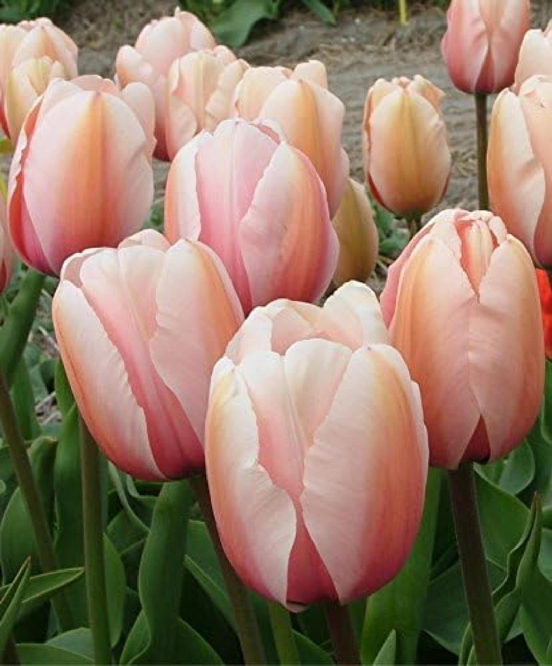 Salmon Impression Tulip Bulbs Pink Apricot Spring Garden Flowers - Etsy