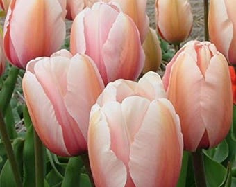 Bulbos de tulipán Salmon Impression, albaricoque rosa, flores de jardín de primavera