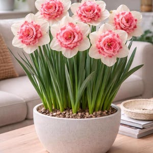 Bulbos de narciso rosa, narciso grande de copa, planta perenne resistente para jardín.