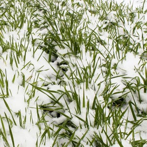 May include: A field of vibrant green grass blades emerging through a layer of white snow. The sharp, pointed tips of the green vegetation contrast with the soft, textured white snow covering the ground, creating a natural winter scene.