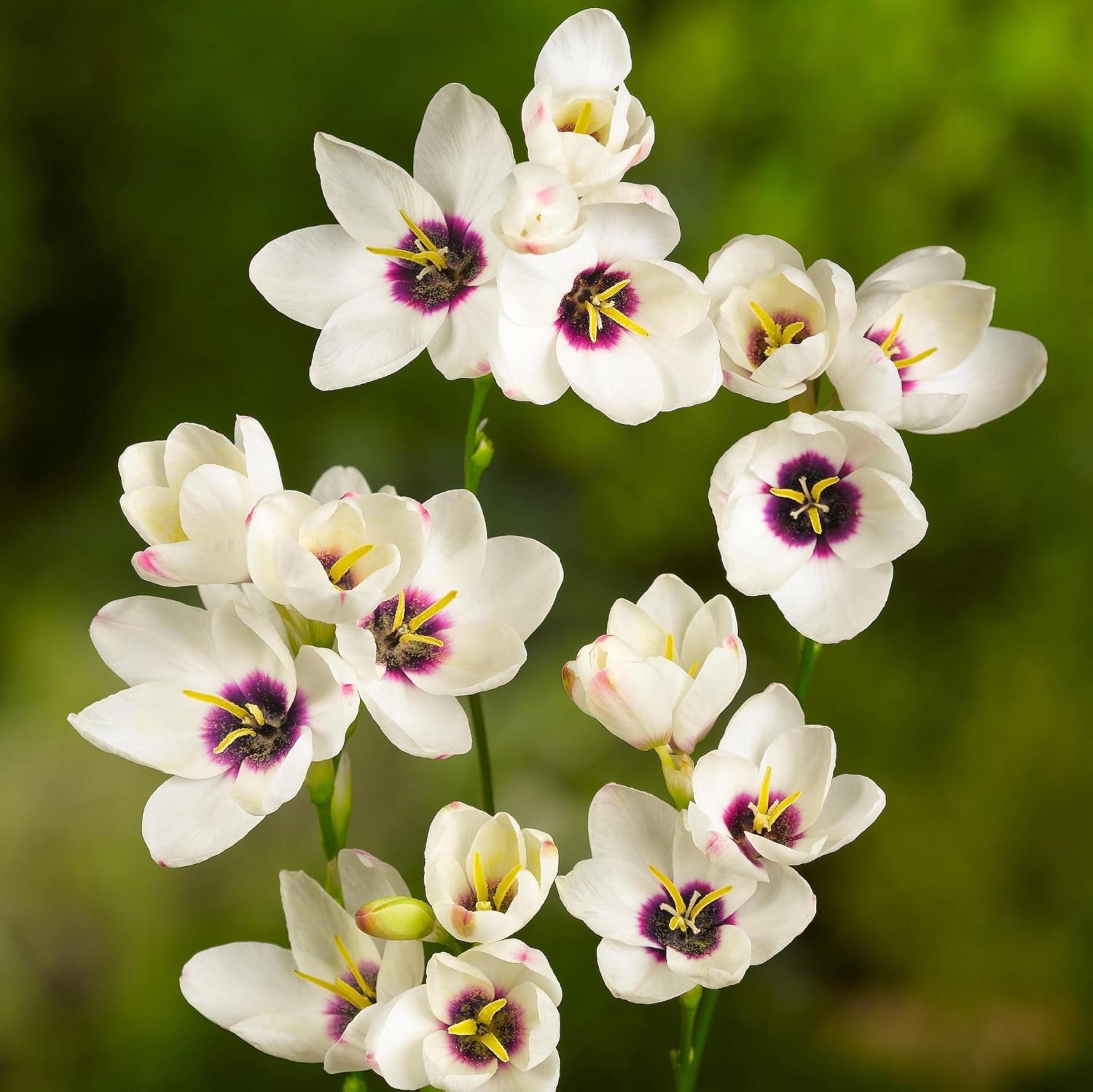 Ixia pumilio(本物)開花見込み球 Ixia pumilio(本物)開花見込み球 Ixia pumilio(本物)開花見込み球