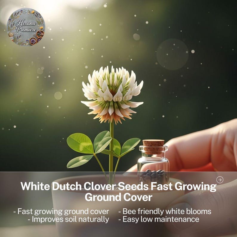 Fascinating White Dutch Clover Seeds Gallery