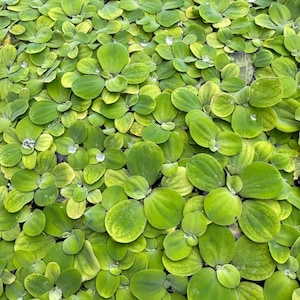 May include: A close-up view of a dense collection of green aquatic plants, each with rounded, overlapping leaves. The leaves display a gradient of colors, from vibrant green to yellowish hues. Small water droplets are visible on some leaves, adding a touch of freshness.