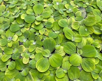 Water Lettuce (Pistia stratiotes), 10 plants/starts, free shipping.