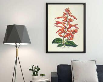 Printable wall art, downloadable botanical artwork. Wall Hangings. Home Décor. Salvia Splendens wall poster. INSTANT DOWNLOAD