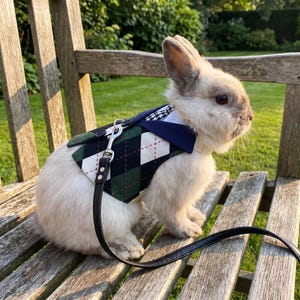 May include: A light-colored rabbit wearing a vest with a green, white, and black argyle pattern, a navy blue collar, and a white shirt-style front. The vest features small buttons and is attached to a thin black leash with a silver metal clip.