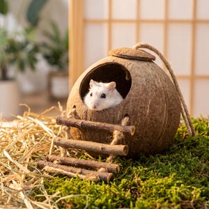 Pode incluir: Um pequeno hamster branco espreitando de um esconderijo feito de uma casca de coco redonda e castanha. O coco apresenta uma entrada circular e uma pequena escada de madeira feita de três paus horizontais presos com corda.