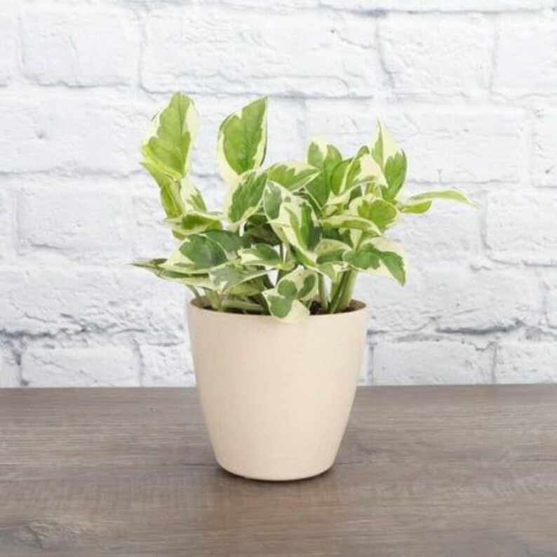 LeaforaNest96 Pothos Pearls & Jade Plant - Thumbnail 3