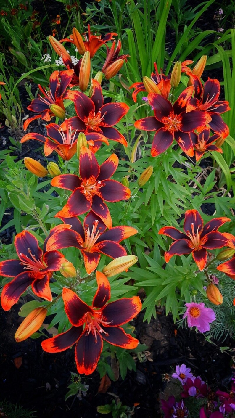 Forever Susan Asiatic Lily Bulbs - Thumbnail 4
