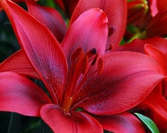 Bulbi di giglio asiatico rosso (confezione da 2), fiori profumati da giardino delle Highlands