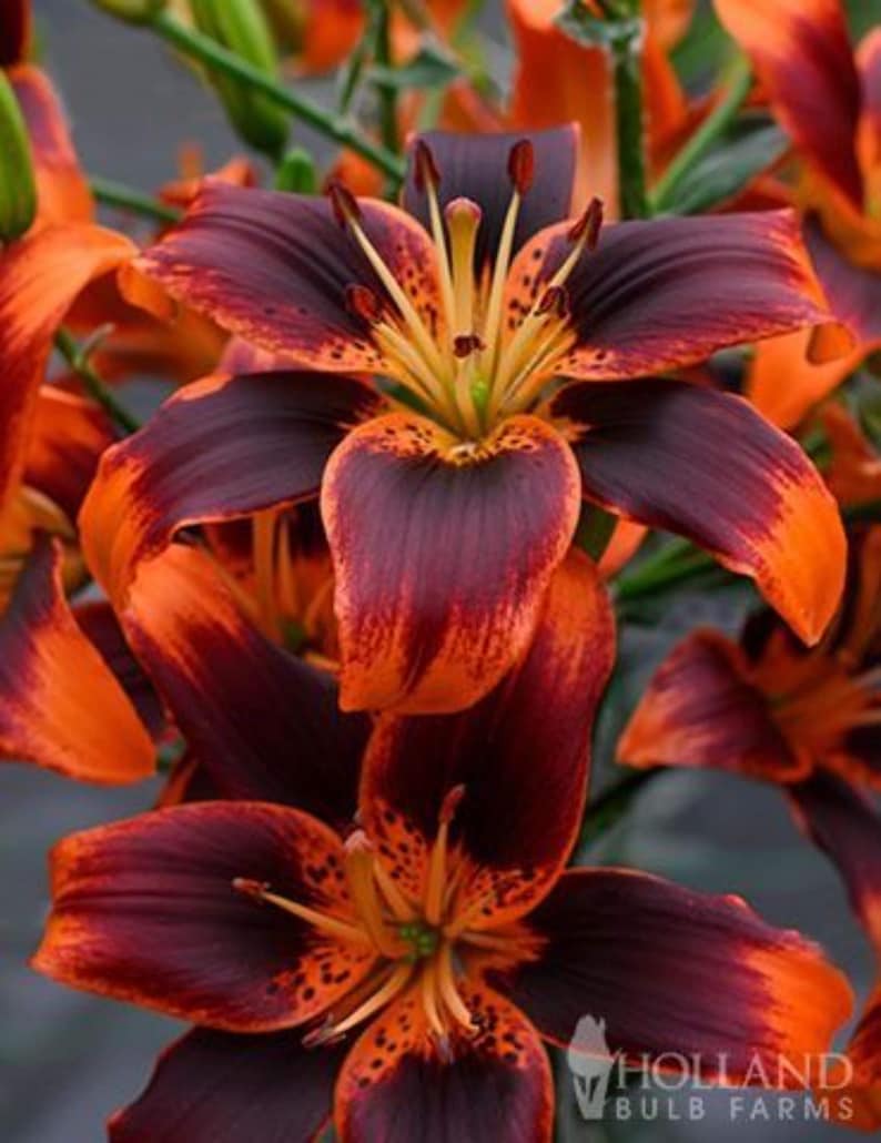 Forever Susan Asiatic Lily Bulbs - Thumbnail 3