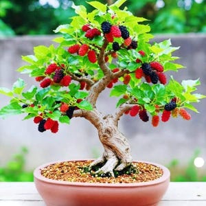 Piantina di bonsai di gelso – Albero da frutto vivo