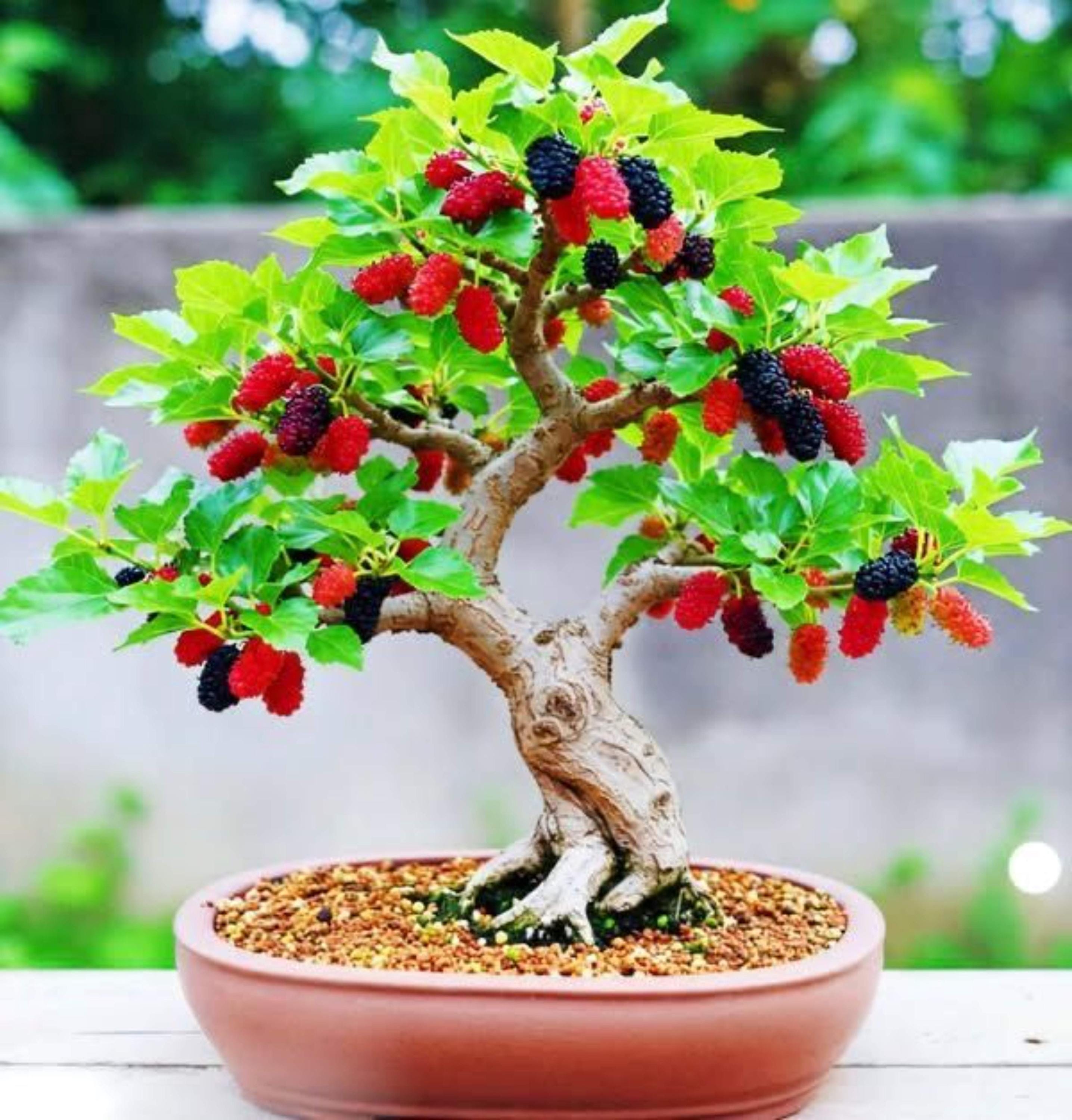 Frucht bonsai - Etsy.de