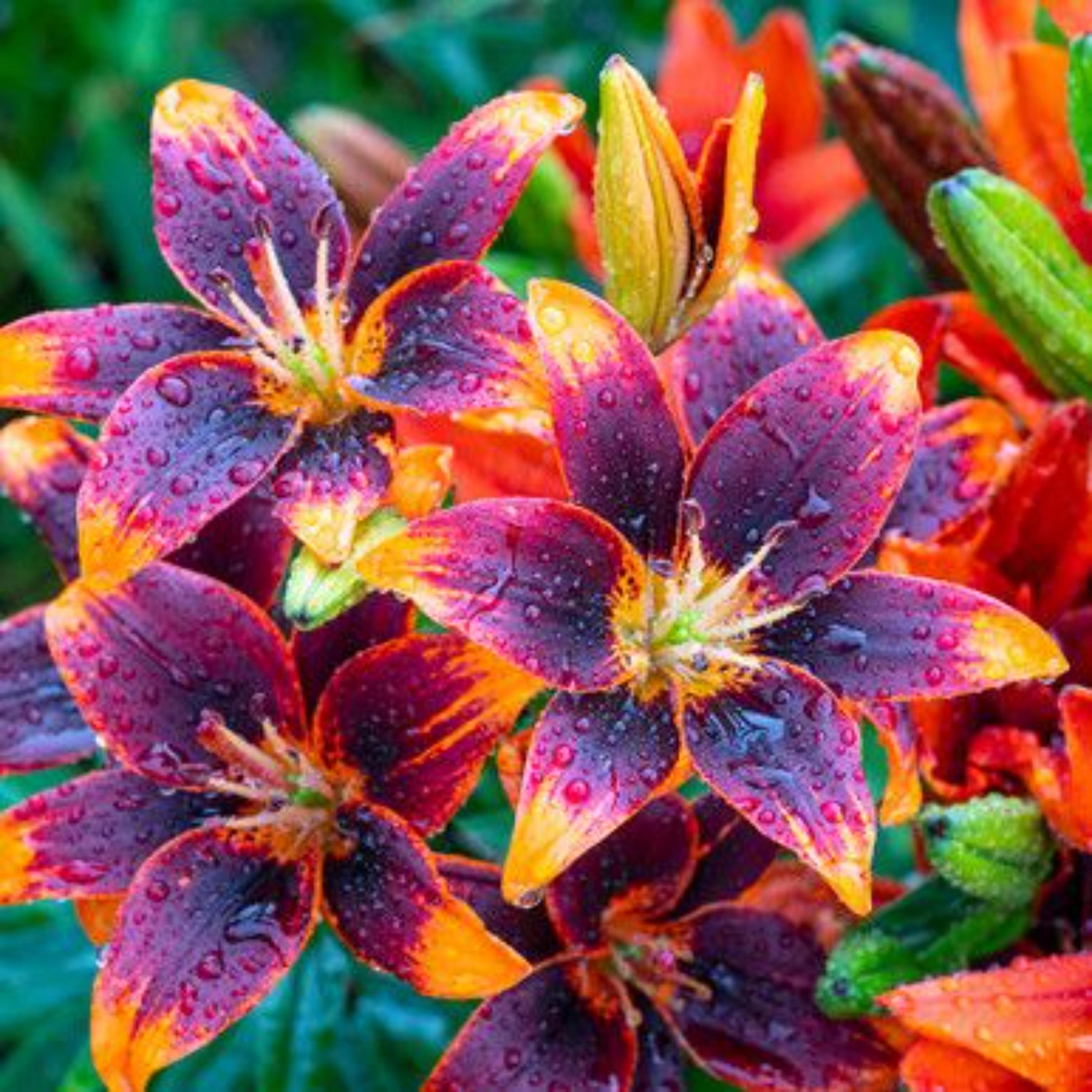Asiatic Lily Perennial - Etsy