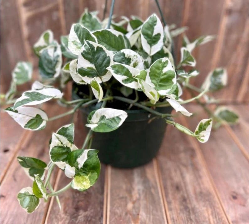 LeaforaNest96 Pothos Pearls & Jade Plant