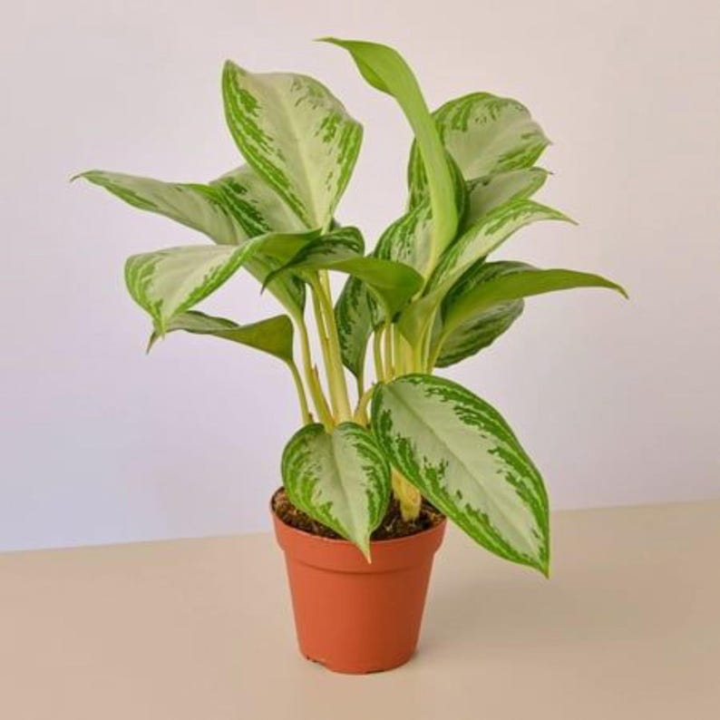LeaforaNest96 Pothos Pearls & Jade Plant - Thumbnail 2