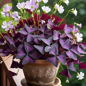 Bulbos de trébol morado Oxalis Triangularis Buena suerte
